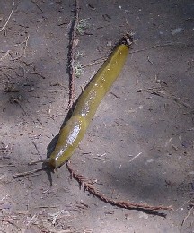 Banana Slug - mascot of UCSC
