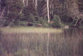 Moose in the distance