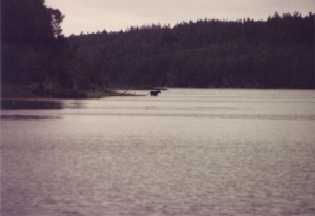Moose in the lake